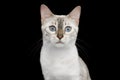 Snow white Bengal Cat isolated on Black Background Royalty Free Stock Photo