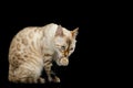 Snow white Bengal Cat isolated on Black Background Royalty Free Stock Photo