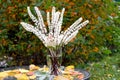 Blossoming snow-white branches of the black cohosh flower stand in a vase in the garden.
