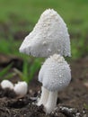 Snow White Coprin (Coprinus niveus)