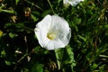 Snow-white and delicate flower of loach with stamens and pestle inside Royalty Free Stock Photo