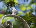 Snow White Diamond Dove Royalty Free Stock Photo