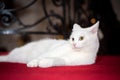 Snow white domestic cat