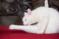 Snow white domestic cat lick his paw