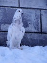 Snow-white dove in all its glory Royalty Free Stock Photo