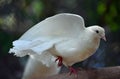 A snow-white dove with a fan-shaped tail spreads its wing and stands on one leg with a back blurred bokeh background Royalty Free Stock Photo