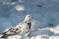 Snow white dove Royalty Free Stock Photo