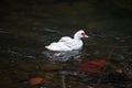 a snow-white duck on the water Royalty Free Stock Photo