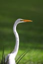 Snow white Egret Royalty Free Stock Photo