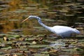 Snow white egret Royalty Free Stock Photo