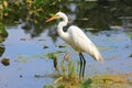 Snow white Egret Royalty Free Stock Photo