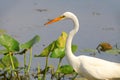 Snow white Egret Royalty Free Stock Photo