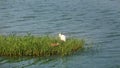 Snow white Egret by the lake Royalty Free Stock Photo