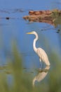 Snow white egret in the middle of lake Royalty Free Stock Photo