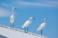 Snow white Egret on roof top Royalty Free Stock Photo