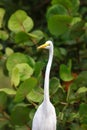 Snow white Egret in the wild Royalty Free Stock Photo