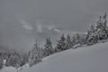 Snow-white firs on a snow-white meadow. Winter minimalism