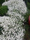 snow white flower is the Snow in-Summer flowers also called Cerastium tomentosum