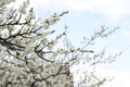 Snow-white flowers of an apple tree on the branches of a fruit tree in sunny spring weather. Royalty Free Stock Photo