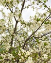 Snow-white flowers on a cherry tree. flowering cherry tree in spring