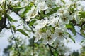 Snow-white flowers of cherrytree bloomed among young green leaves in the spring garden