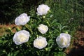 Snow-white flowers with gentle yellow touch shining under the sun