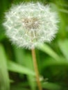 Snow-white fluffy dandelion head on a background of green grass Royalty Free Stock Photo