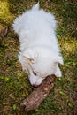 Snow white fuzzy American Eskimo -Spitz puppy in grass gnawing on a piece of wood almost as bit as he is