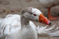 Snow Goose in white