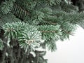 Snow white green tree branches with frost needles. Winter ice on the spruce tree Royalty Free Stock Photo