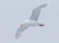 Ivory gull in flight in Arctic