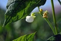Snow white kidney beans flower, soft blurry green leaves background, close up detail