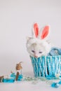 Snow-white kitten on a white background. In a hat of a pink-eared rabbit