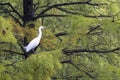 A snow-white little egret Royalty Free Stock Photo