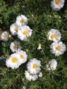 wreath of flowers Portulaca, snow-white flowers