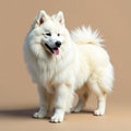 Snow white Samoyed standing, luxurious coat, earthy brown setting, animal, fluffy Royalty Free Stock Photo
