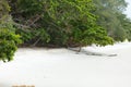 Snow-white sand on the ocean coast and tropical vegetation during an outflow Royalty Free Stock Photo