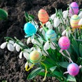 Snow-white snowdrops and decorative eggs on spring background. Easter composition Royalty Free Stock Photo