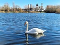 A snow-white swan against the background of Orthodox and Catholic churches standing nearby. Royalty Free Stock Photo