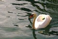 Snow white Swan floating on water Royalty Free Stock Photo