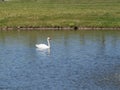 Snow White Swan on a Lake