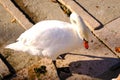 Snow white Swan on pier Royalty Free Stock Photo