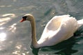 Snow white Swan on water Royalty Free Stock Photo