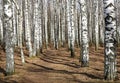 Snow-white trunks of birches in early spring in sunlight