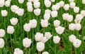 Snow-white tulip field of flowers illuminated by sunlight Royalty Free Stock Photo