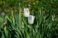 A snow-white tulip of goblet shape. The height of the plant reaches 50 cm