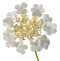 Snow-white viburnum flower isolated