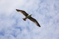 A snow-white wild gull soars skyward in a blue sky with white clouds. Top view. Royalty Free Stock Photo