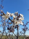 Snow-white Wild Plum Flowers With Yellow Stamens On Bare Thin Brown Twigs.