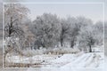 Snow-white winter.Beautiful landscape